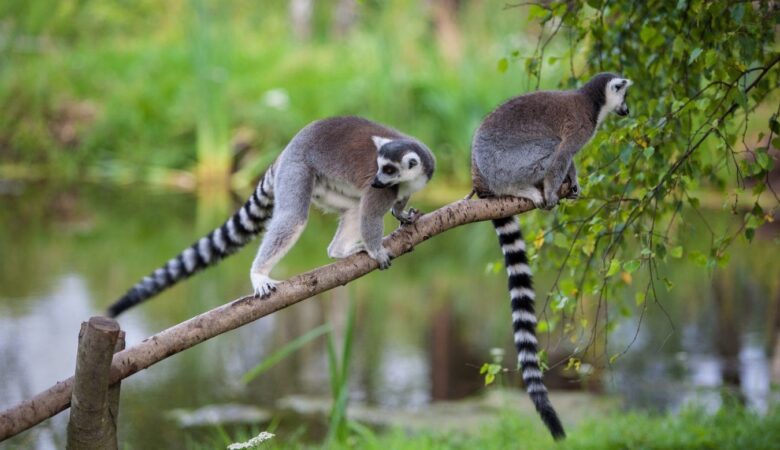 Zdjęcie lemurów z Zoo w Dolinie Charlotty